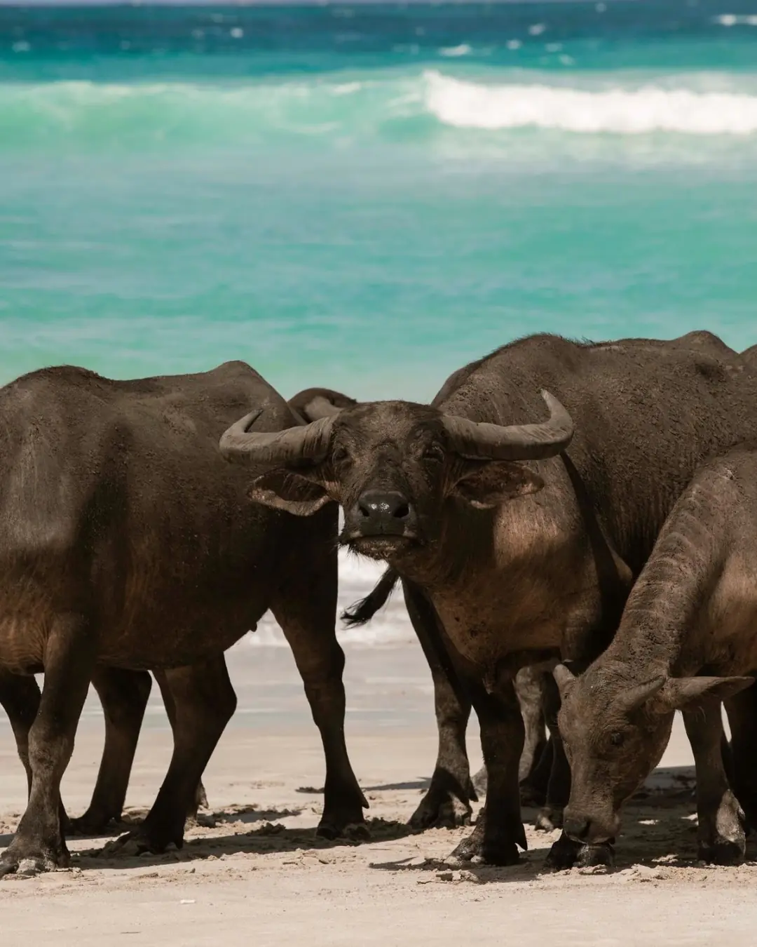 Across Sumba, the landscape shifts between land and sea.
Open fields stretch toward the coast, while the tide shapes the edges of the island.

Each moment unfolds with quiet luxury.